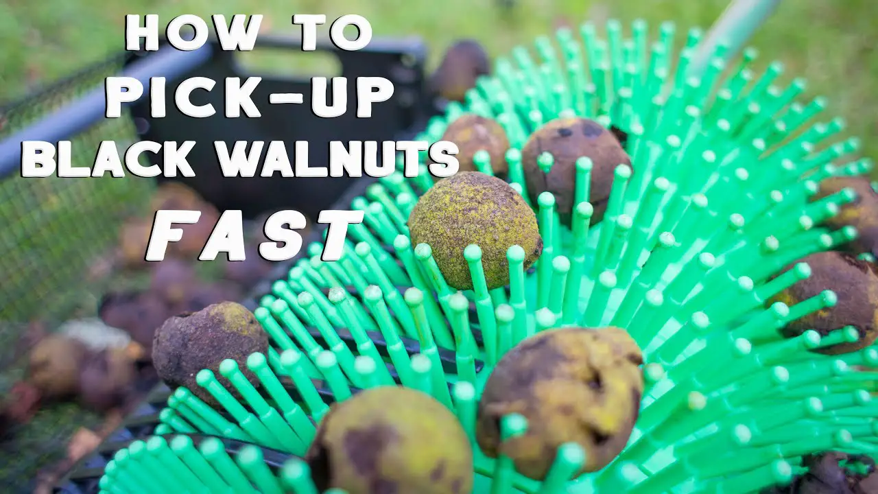 Best Way to Pick Up Walnuts